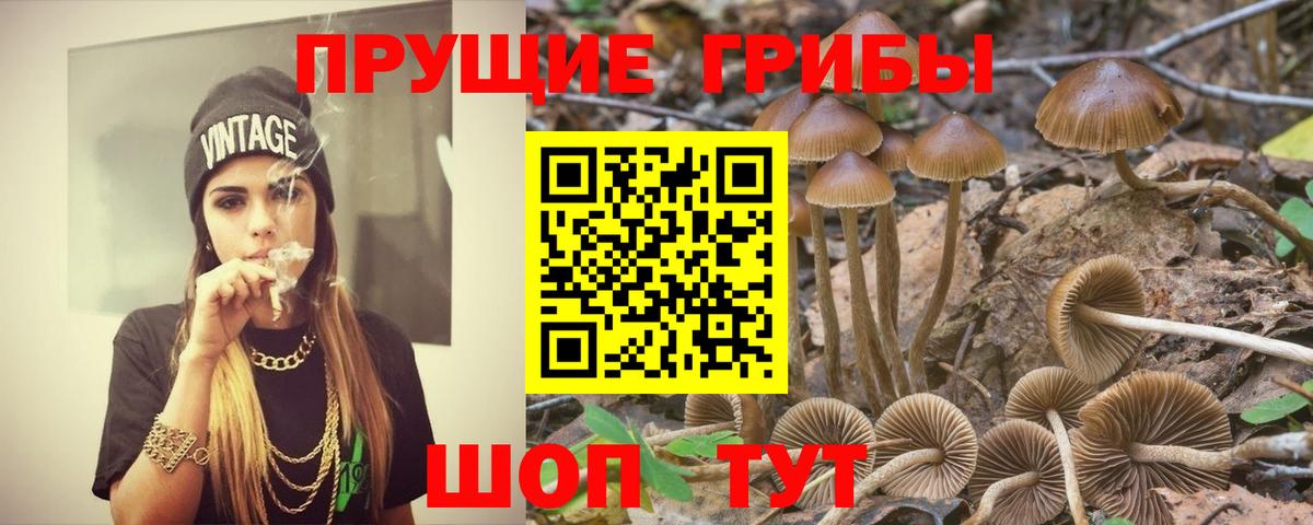 Белорецк  Псилоцибиновые грибы Cubensis  Вход с VPN 
